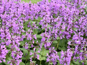 Czyściec wielkokwiatowy - zdjęcie 2