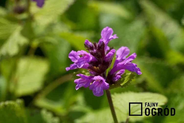 Czyściec wielkokwiatowy