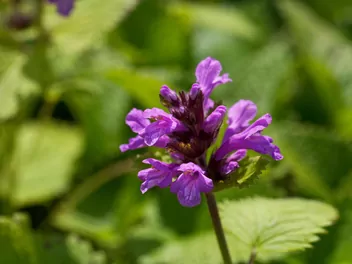 Czyściec wielkokwiatowy - zdjęcie 3