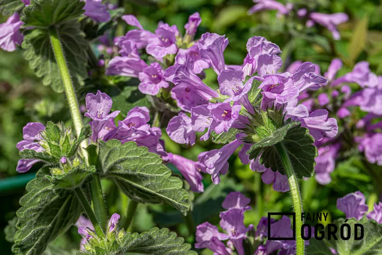 Czyściec wielkokwiatowy