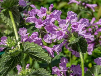 Czyściec wielkokwiatowy - zdjęcie 4