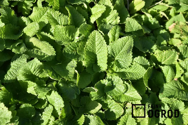 Czyściec wielkokwiatowy - zdjęcie 5