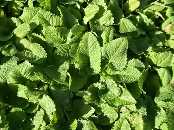 Czyściec wielkokwiatowy - zdjęcie 5