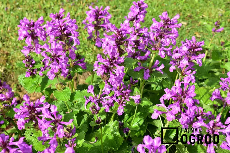 Czyściec wielkokwiatowy