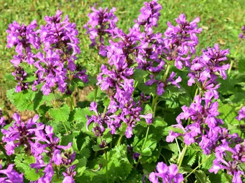 Ilustracja rośliny czyściec wielkokwiatowy