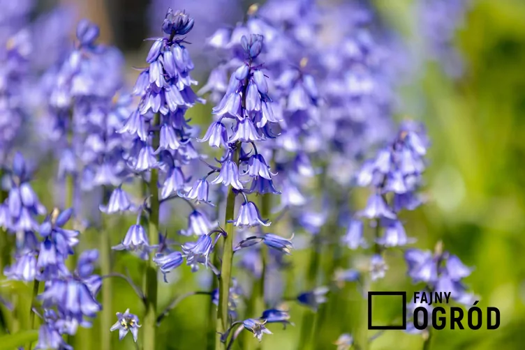 Cebulica hiszpańska