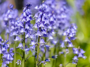 Hiacyntowiec hiszpański - zdjęcie 2