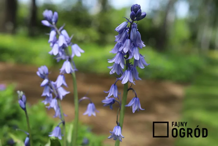 Hiacyntowiec dzwonkowaty