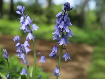 Hiacyntowiec hiszpański - zdjęcie 3