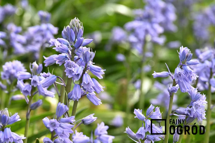 Cebulica dzwonkowata