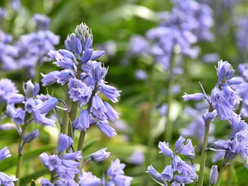 Hiacyntowiec hiszpański - zdjęcie 4