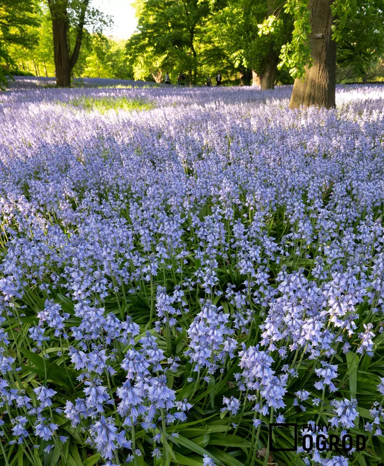 Hiacyntowiec hiszpański - zdjęcie 5