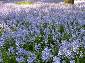 Hiacyntowiec hiszpański - zdjęcie 5