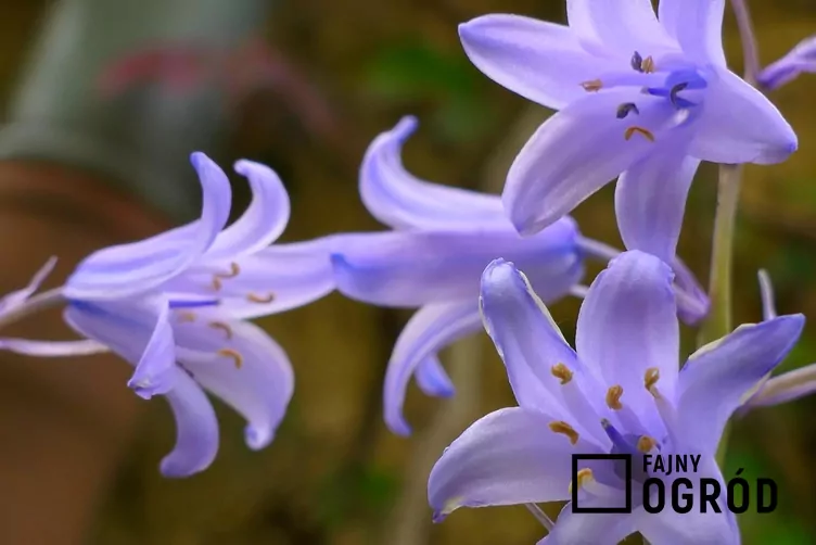 Hiacyntowiec hiszpański