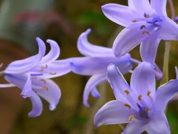 Ilustracja rośliny hiacyntowiec hiszpański