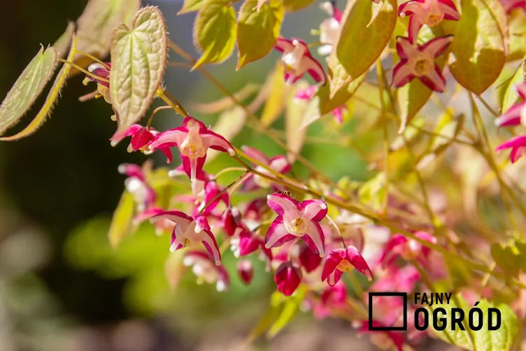 Epimedium czerwone