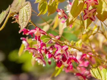 Epimedium czerwone - zdjęcie 2