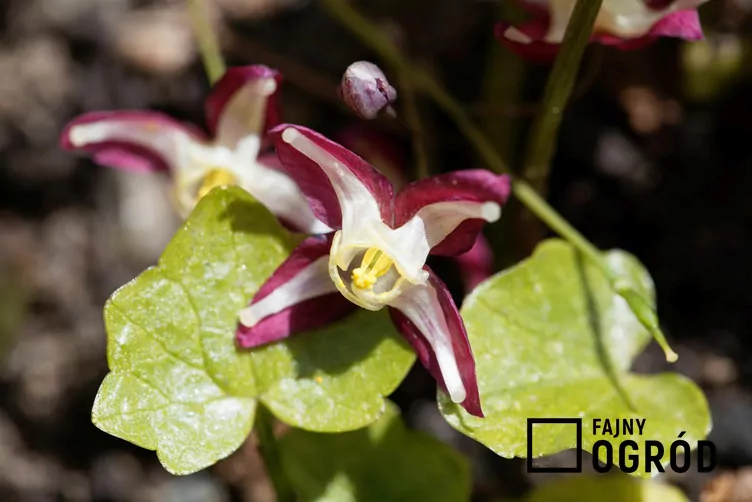 Epimedium czerwone