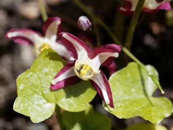 Epimedium czerwone - zdjęcie 3