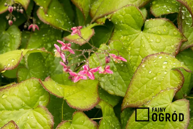 Epimedium czerwone
