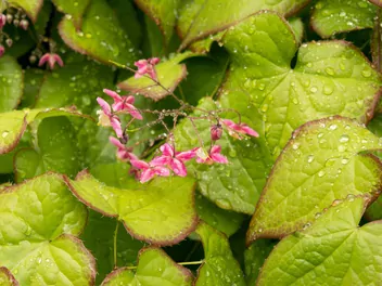 Epimedium czerwone - zdjęcie 4