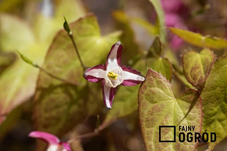 Epimedium czerwone - zdjęcie 5