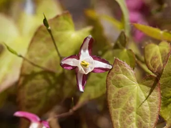 Epimedium czerwone - zdjęcie 5