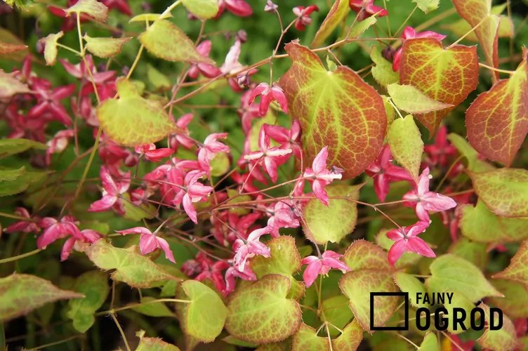 Epimedium czerwone