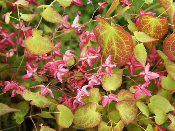 Ilustracja rośliny epimedium czerwone