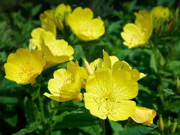 Ilustracja rośliny wiesiołek ozdobny