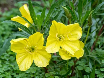 Wiesiołek ozdobny - zdjęcie 2