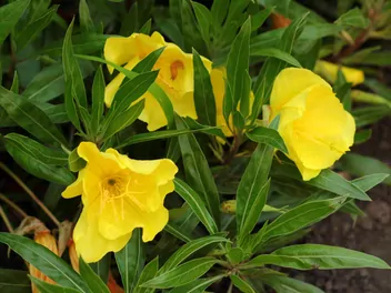 Wiesiołek ozdobny - zdjęcie 3