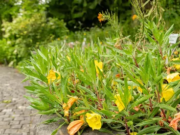 Wiesiołek ozdobny - zdjęcie 4