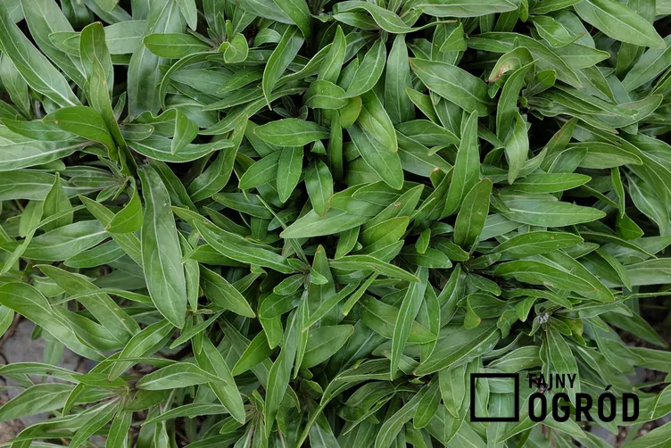 Wiesiołek ozdobny - zdjęcie 5