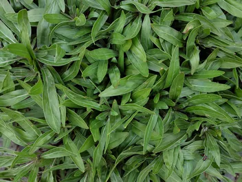 Wiesiołek ozdobny - zdjęcie 5