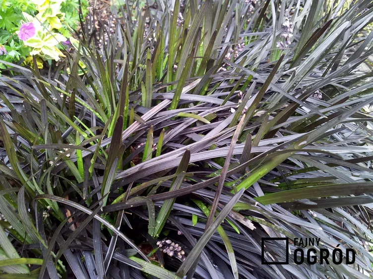 Konwalnik płaskopędowy