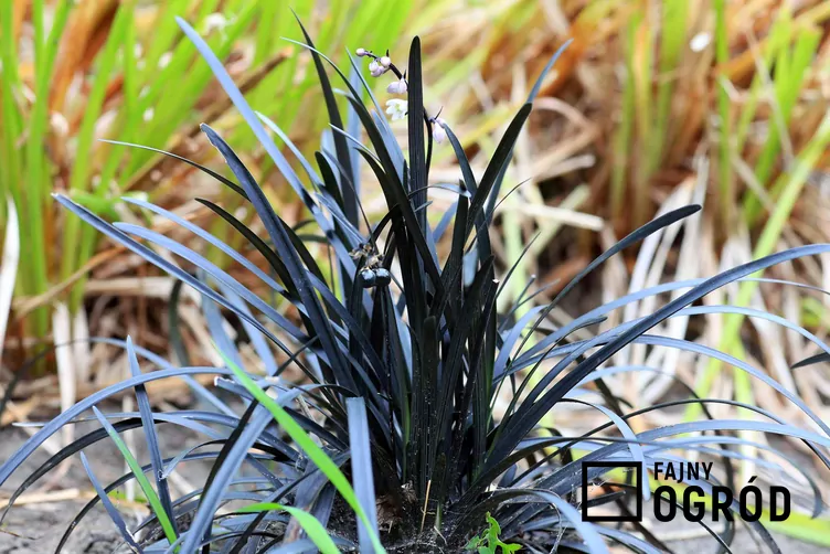 Konwalnik płaskopędowy