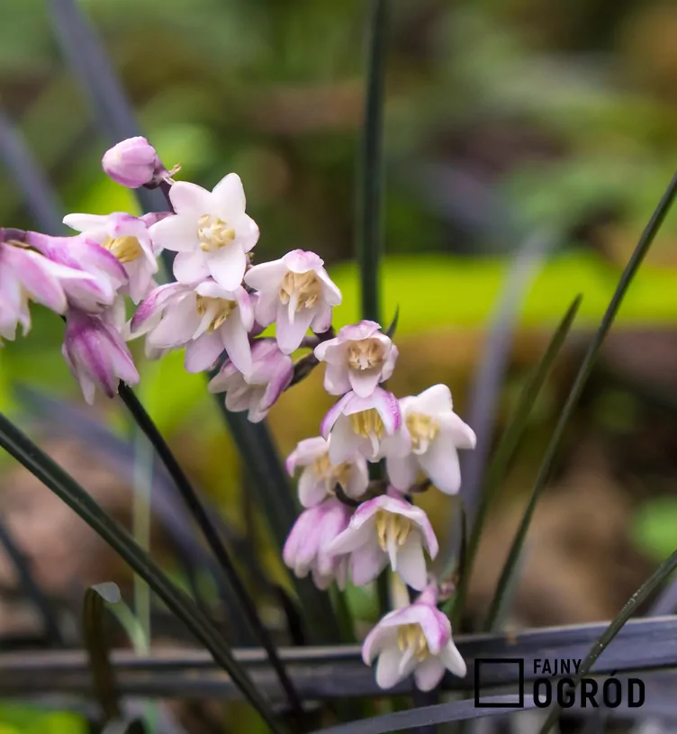 Konwalnik płaskopędowy
