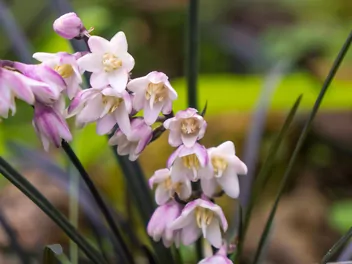 Konwalnik płaskopędowy - zdjęcie 4
