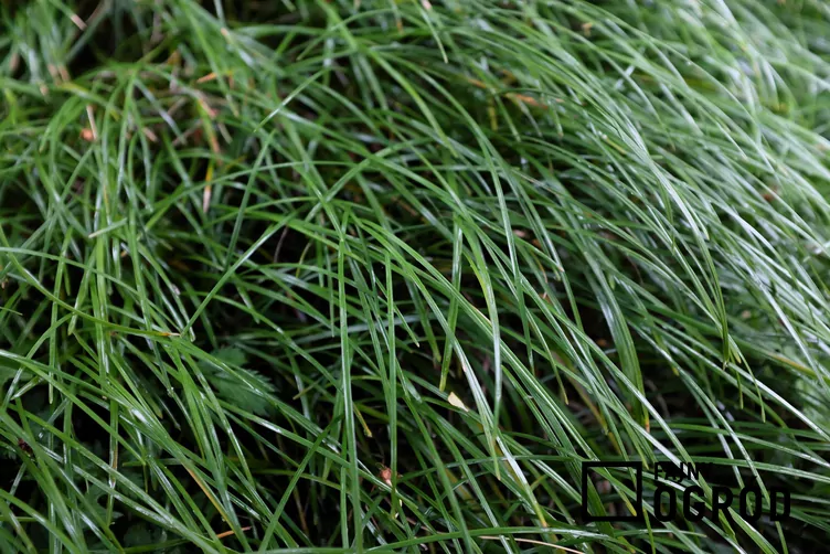 Konwalnik płaskopędowy - zdjęcie 5