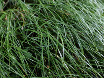 Konwalnik płaskopędowy - zdjęcie 5