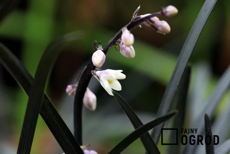 Konwalnik płaskopędowy