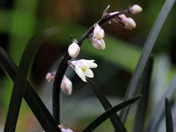 Ilustracja rośliny konwalnik płaskopędowy