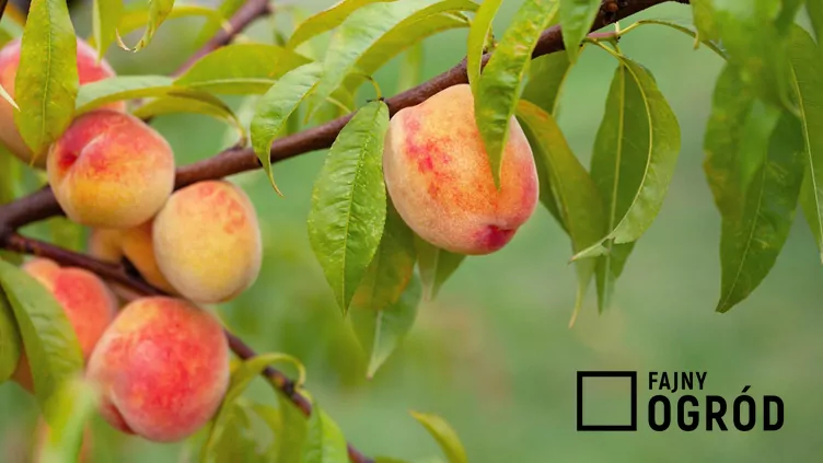 Brzoskwinia 'Rakoniewicka’