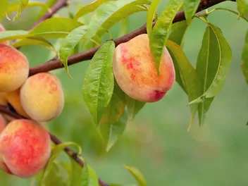 Ilustracja rośliny brzoskwinia 'rakoniewicka’