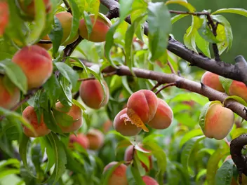 Brzoskwinia 'Rakoniewicka’ - zdjęcie 2