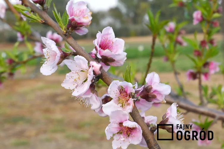 Brzoskwinia 'Rakoniewicka’