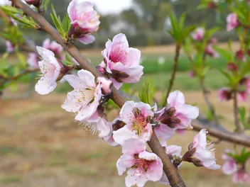 Brzoskwinia 'Rakoniewicka’ - zdjęcie 3