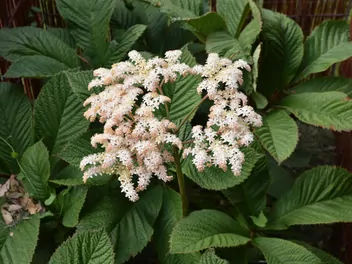 Ilustracja rośliny rodgersja pierzasta