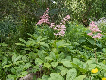 Rodgersja pierzasta - zdjęcie 2